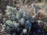 Image of white sage