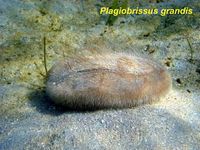 gbif image for Plagiobrissus grandis