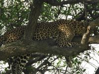 Leopard (Panthera pardus) Classification
