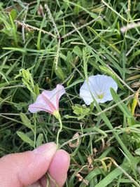 convolvulus arvensis