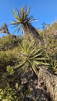 Yucca schidigera Roezl ex Ortgies