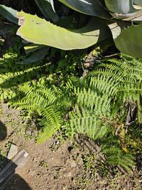 Image of fiddlehead