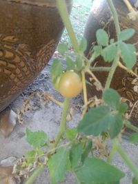 Image of mortgage lifter tomato