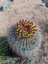 Ferocactus wislizeni (Engelm.) Britton & Rose, Arizona barrel