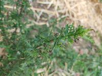 Artemisia annua L., Sweet sagewort (World flora) - Pl@ntNet identify