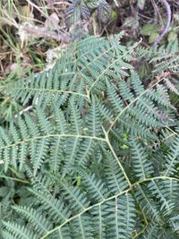 Athyrium filix-femina — Wikipédia