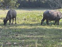 Domestic Water Buffalo (Bubalus bubalis) · iNaturalist