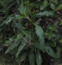 Image of Malabar spinach