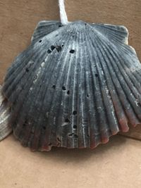 Atlantic Bay Scallop: Argopecten irradians (Lamarck, 1819)