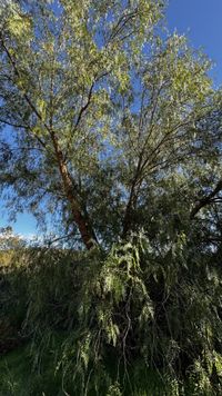 Peruvian Pepper Tree (Schinus molle) · iNaturalist