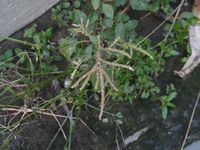 Image of slender amaranth