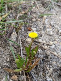 Brass Buttons (Cotula coronopifolia) · iNaturalist Canada