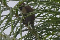 Mono verde (Chlorocebus sabaeus), características y biología