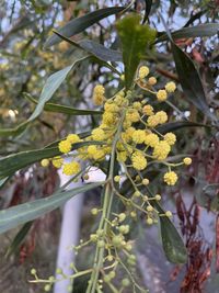 acacia retinodes