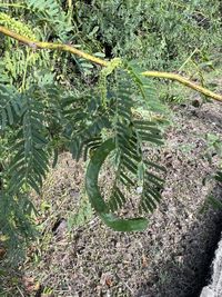 prosopis juliflora madera