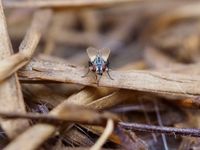 Common House Fly (Musca domestica) · iNaturalist