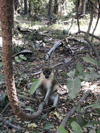 Mono verde (Chlorocebus sabaeus), características y biología