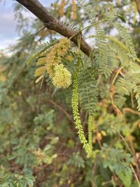 prosopis juliflora madera