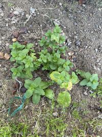 Mentha spicata (Mint, Spearmint)  North Carolina Extension Gardener Plant  Toolbox