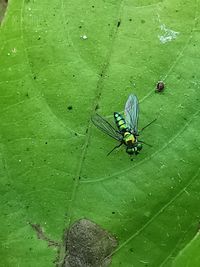 The Dolichopodidae (Diptera) of Montserrat, West Indies