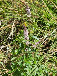 Mentha spicata L.