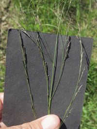 Eragrostis pilosa