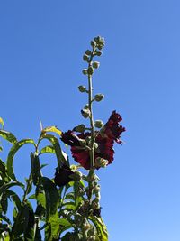 Alcea rosea - wild in Provence
