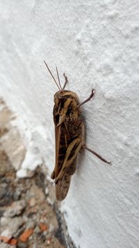 File:Locusta migratoria (solitary phase) (5012159699).jpg