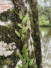 Microgramma lycopodioides (L.) Copel.