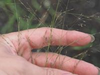 Eragrostis pilosa