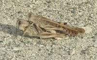 Ficheiro:Locusta migratoria migratorioides male.jpg – Wikipédia, a