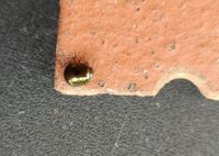 Shiny Black Bug - Brachyplatys subaeneus 