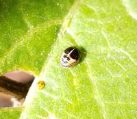 Shiny Black Bug - Brachyplatys subaeneus 