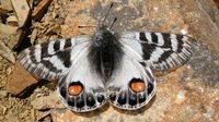 Parnassius charltonius Gray, 1853