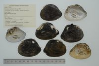 gbif image for Castalia martensi