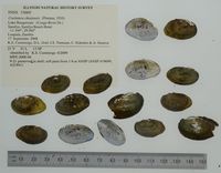 gbif image for Coelatura choziensis