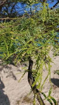 prosopis juliflora madera