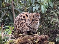 Northern Tiger Cat / Oncilla / Tigrina (Leopardus tigrinus) Classification