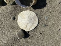 Common Sand Dollar (Echinarachnius parma) · iNaturalist