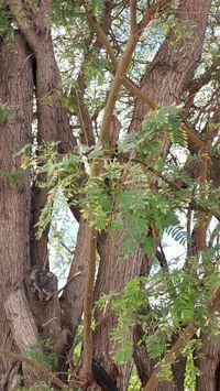 prosopis juliflora madera