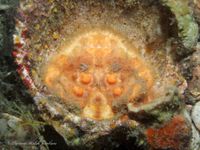 gbif image for Hypoconcha spinosissima