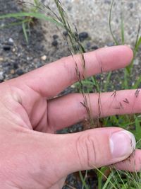 Eragrostis pilosa