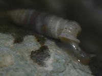 gbif image for Holospira goldfussi