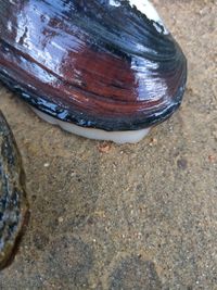 gbif image for Elliptio hopetonensis