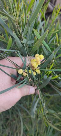 acacia retinodes