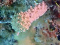 gbif image for Plexaurella fusifera