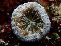 gbif image for Scolymia lacera