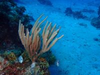 gbif image for Pseudoplexaura porosa