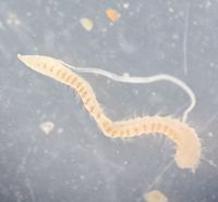 gbif image for Cossura soyeri