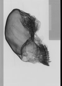 Callicebus moloch skull and brain